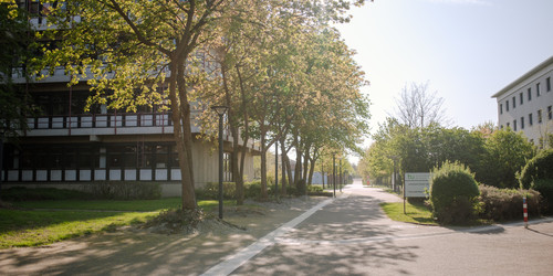 Ein asphaltierter Weg führt zu einem Gebäude der TU Dortmund umgeben von blühenden Bäumen im Sommer.