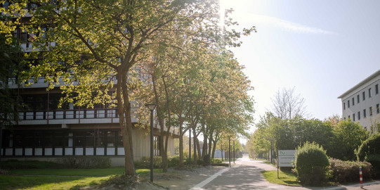 TU Dortmund im Sommer_16 Ein asphaltierter Weg führt zu einem Gebäude der TU Dortmund umgeben von blühenden Bäumen im Sommer.