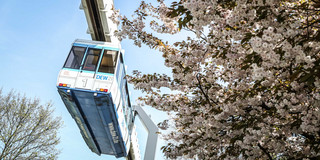 H-Bahn zwischen blühenden Kirschblütenbäumen.