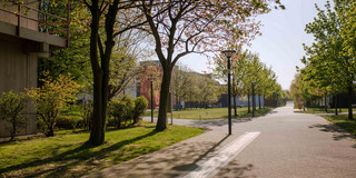 Ein asphaltierter Weg führt zu einem Gebäude der TU Dortmund umgeben von blühenden Bäumen im Sommer.